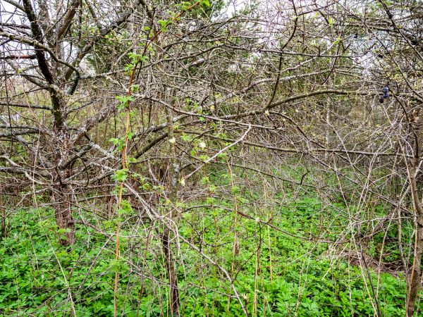 Underbrush Clearing in Pasadena