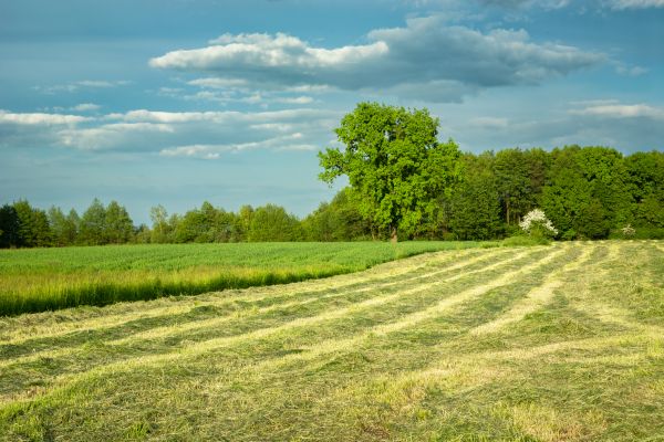 Cost of Vegetation Removal in Pasadena