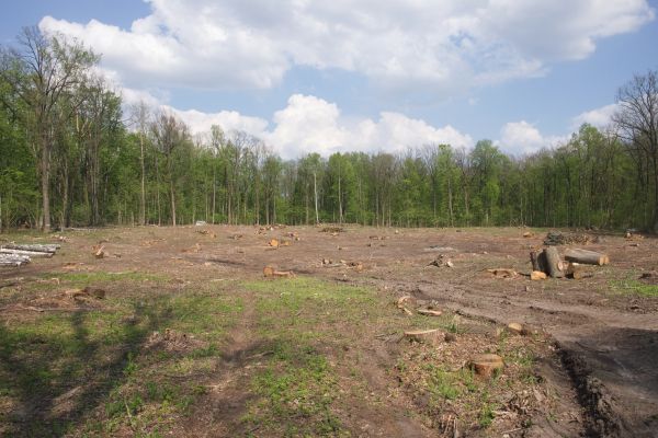 Cost of Pasture Clearing in Pasadena