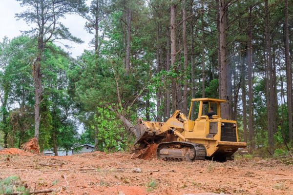 Forest Thinning in Pasadena