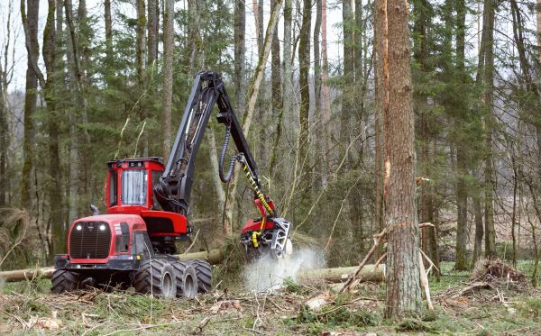 Cost of Forest Clearance Service in Pasadena