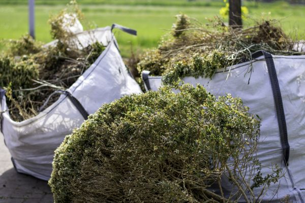 Cost of Bushes Clearing in Pasadena