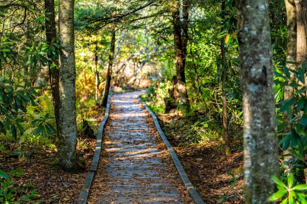 Cost of Trail Clearing in Pasadena