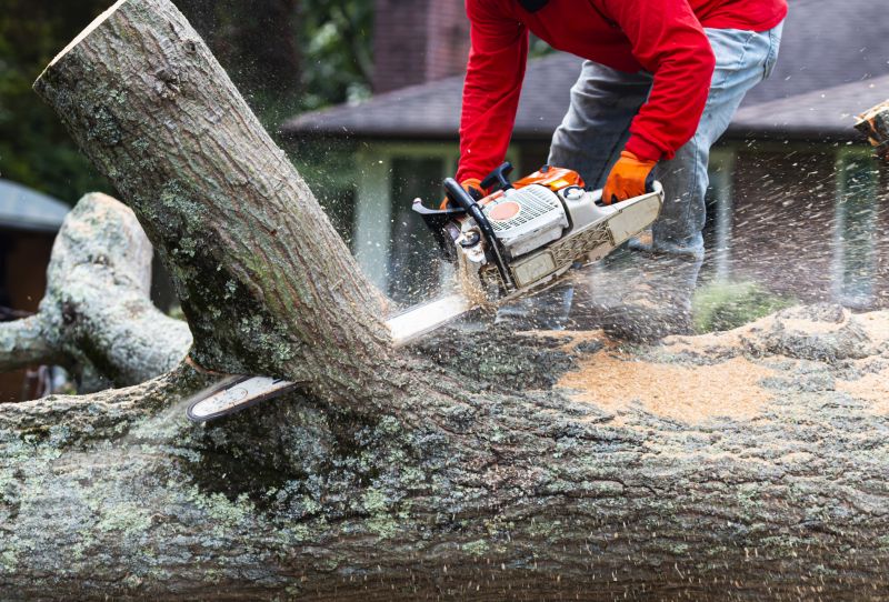 Tree Removal Services