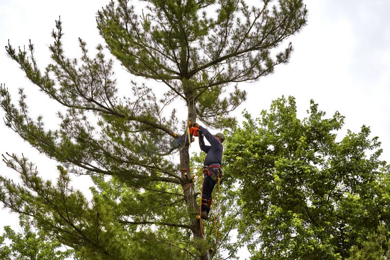 Pine Tree Clearing